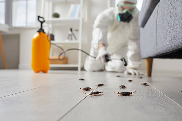 Post-Treatment Bed Bug Interceptor Monitoring in Johnstonville